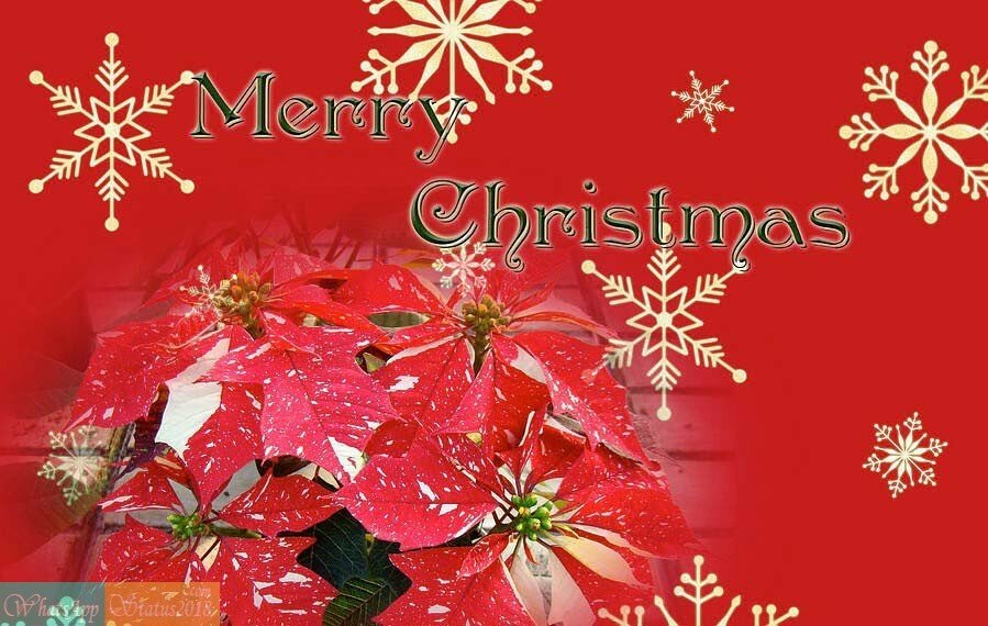 Merry Christmas HD Images, Xmas Pictures, Messages Photos
