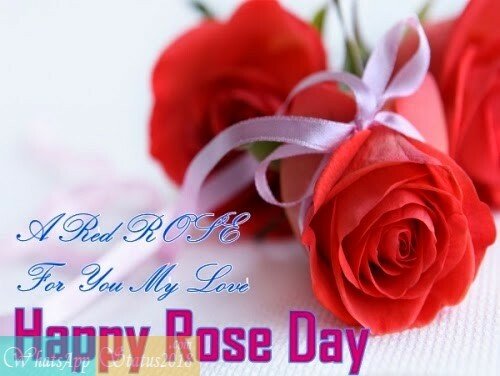 Happy Rose Day Images, Beautiful flowers, Rose Day Images 2021