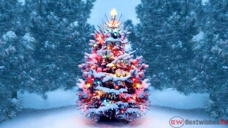 Christmas Tree Images & Pictures, Best Christmas Tree Photos, Xmas Tree Images HD