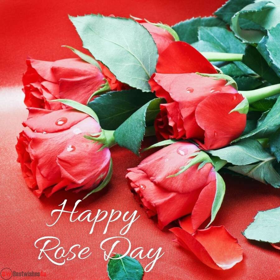 happy rose day my love red rose green leaf