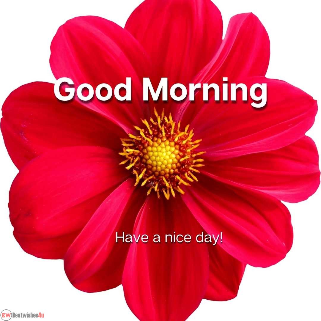 beautiful good morning with red flower