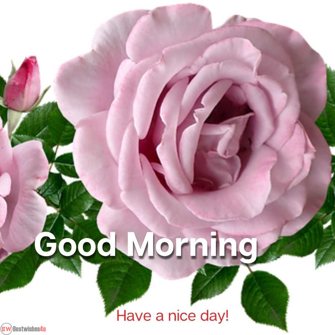 beautiful white rose good morning image