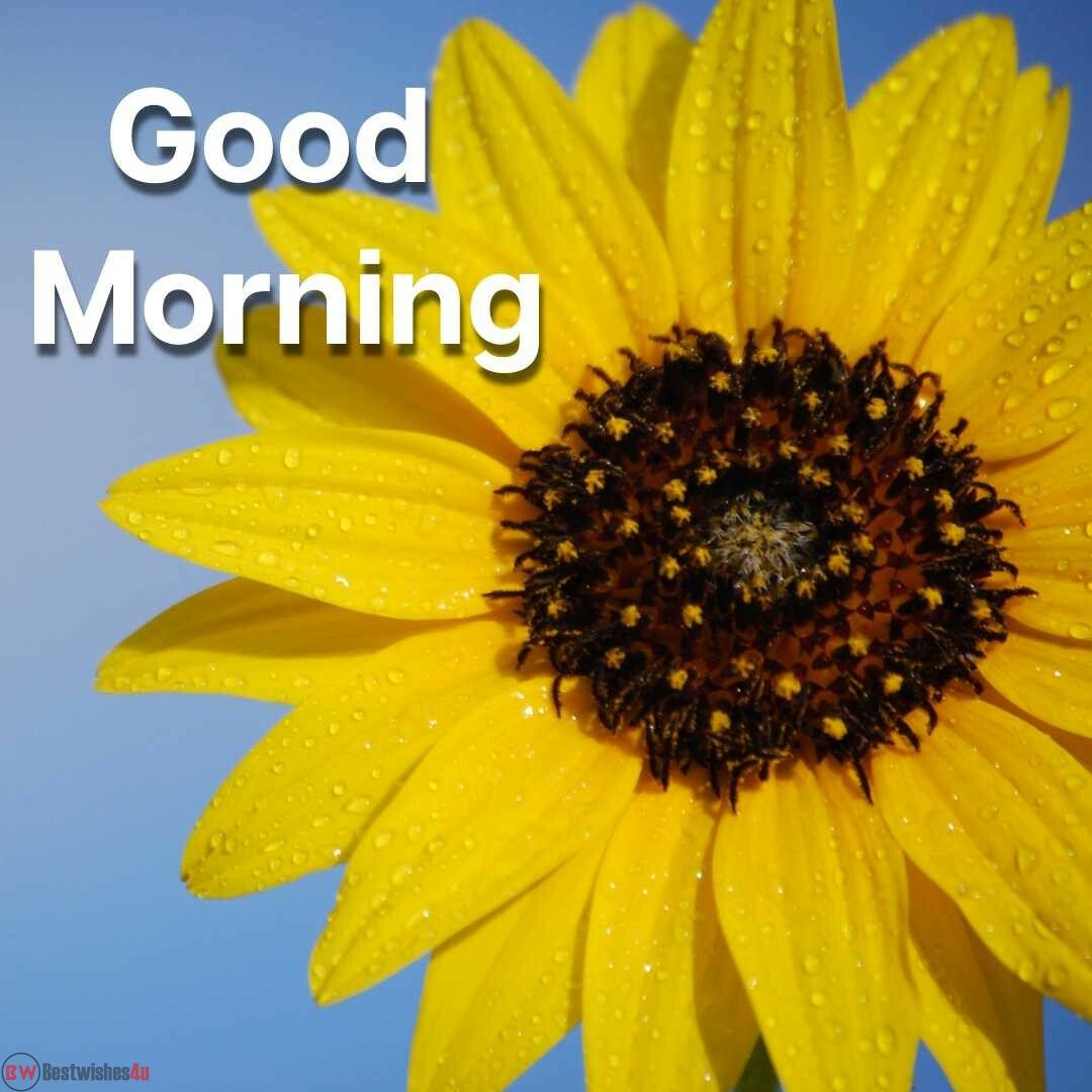 good mornig wishes with yellow sunflower