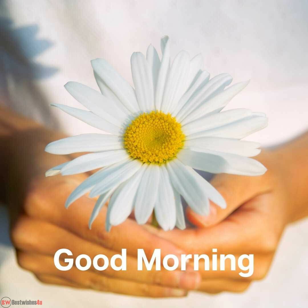 good morning image eith white flower