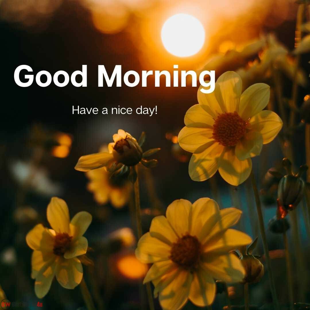 lovely yellow good morning images