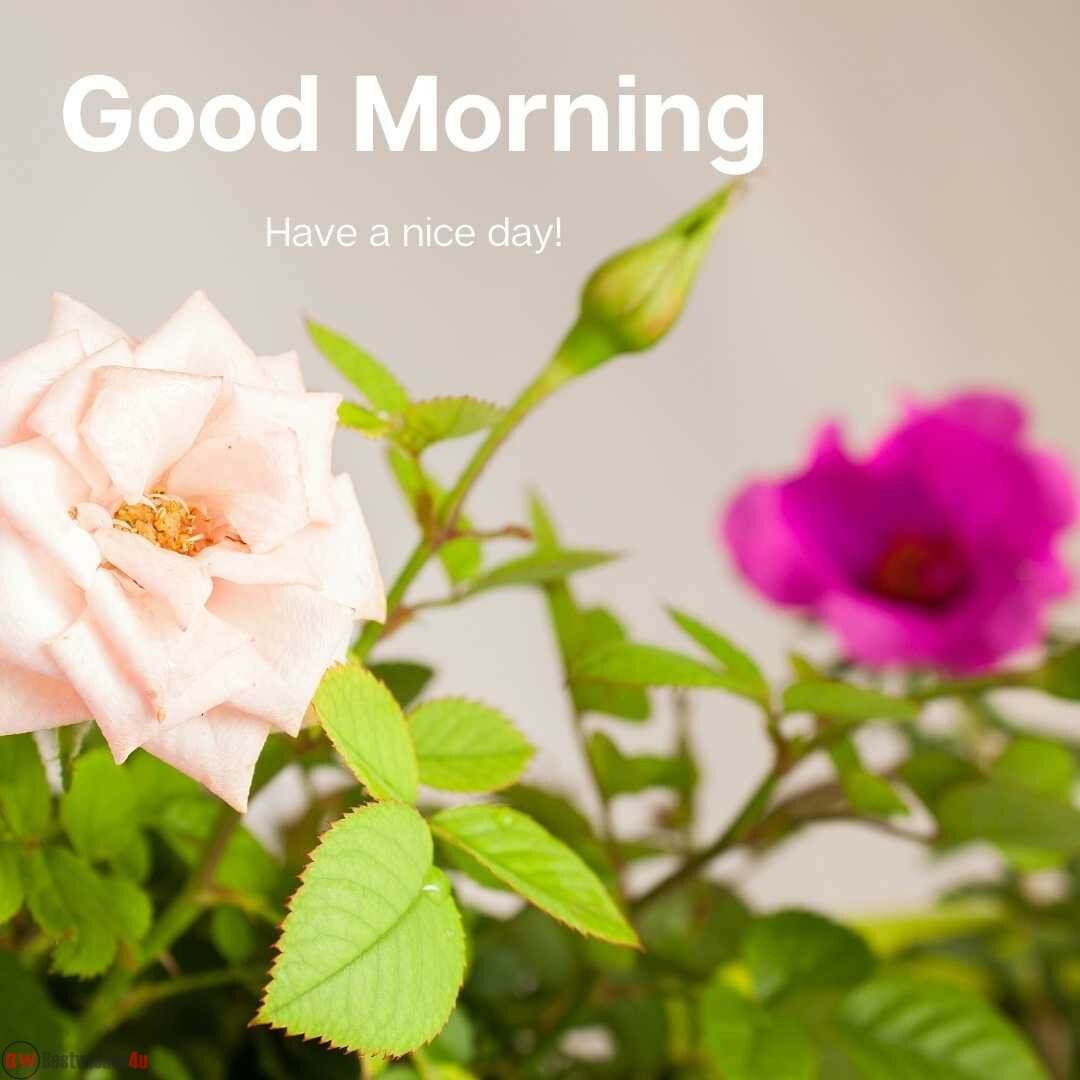 pink white flower good morning image