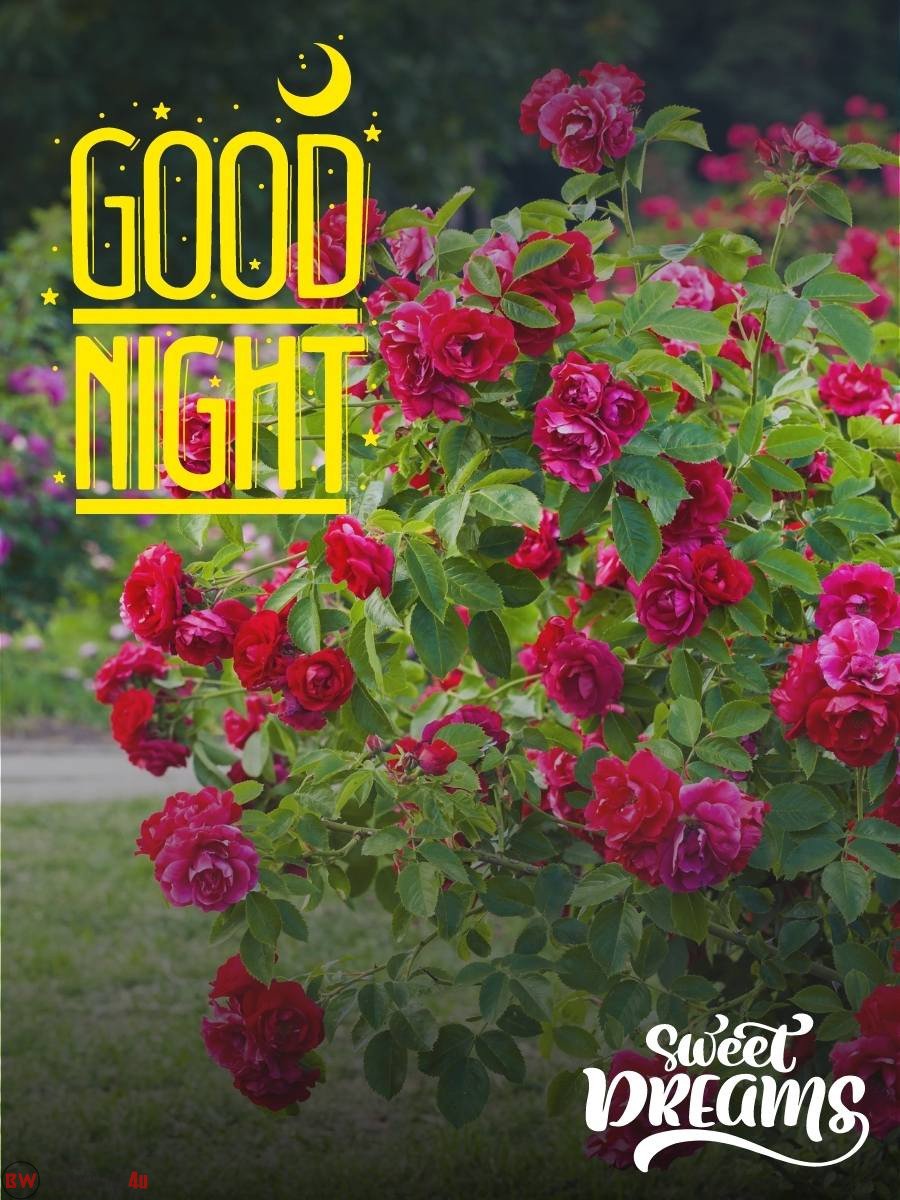 beautiful good night flowers images50