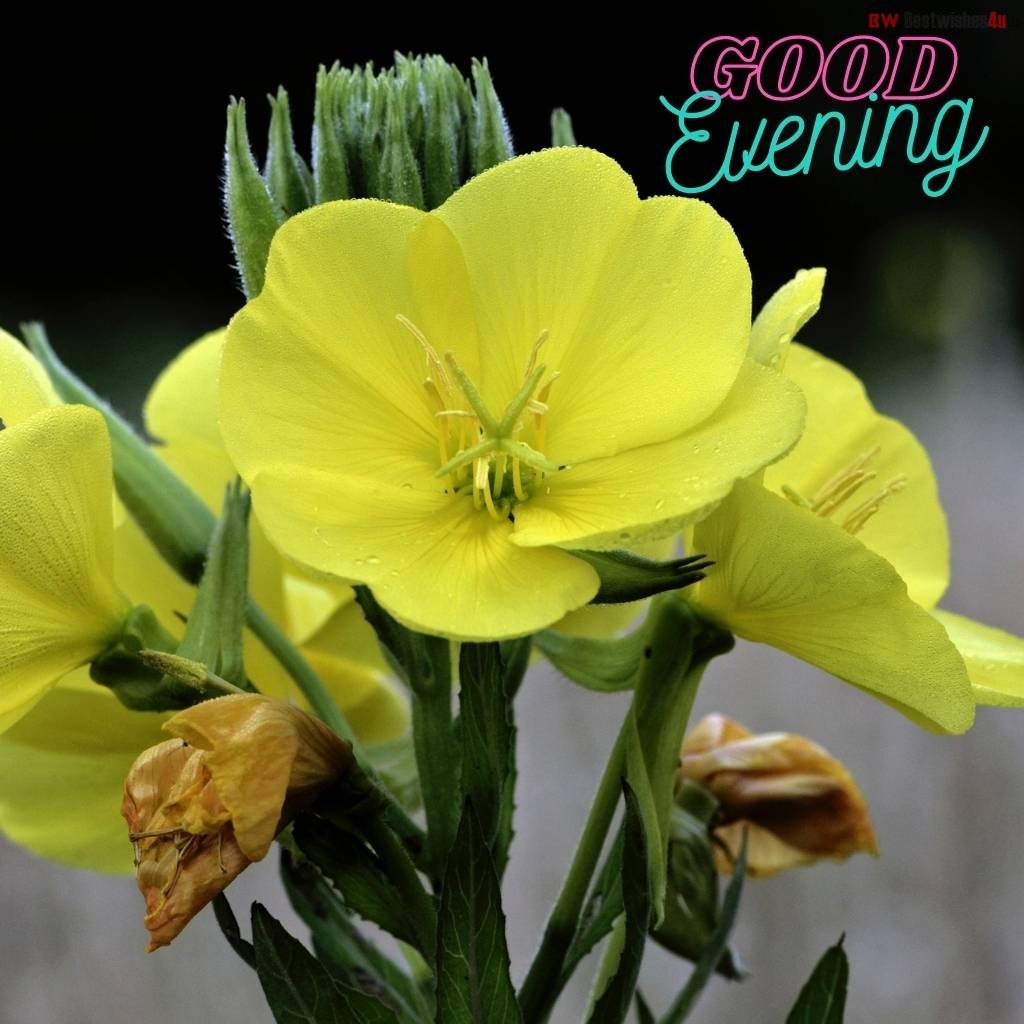 good evening flower images14