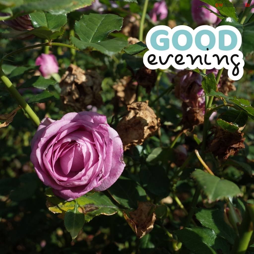 good evening flower images25